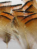 Golden Pheasant Tippets